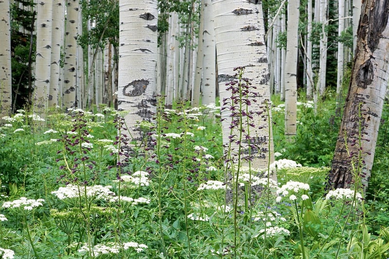 Aspen, Colorado